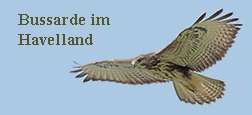 Diashow M&auml;usebussard im Flug