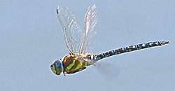 Gro&szlig;libellen