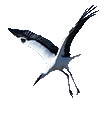 Storch Paul in K&ouml;rzin