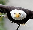 Wei&szlig;kopfseeadler