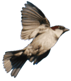 Einheimische V&ouml;gel 2