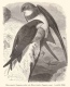 Der Mauersegler, eine historische Betrachtung, aufgesp&uuml;rt in Brehms Tierleben von 1882