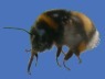 Die Hummel-Fotogalerie;  Foto:  K. Roggel