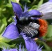 Bildergalerie:  Hummelfotos, Hummeln im Meisen-Nistkasten, Bauanleitung f&uuml;r Hummel-Nistk&auml;sten; Foto: K. Roggel