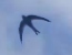 Faszinierende Forschung an einem "Hausvogel"