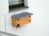 Spatzenm&auml;nnchen im Anflug