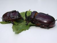 Nashornk&auml;ferm&auml;nnchen