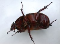 Nashornk&auml;ferm&auml;nnchen in R&uuml;ckenlage
