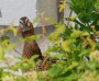 18. Mai 2010: Die Ente "Konstanze" hat sich in einem Pflanzk&uuml;bel niedergelassen und legt dort ihre Eier.