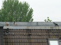 Nie hat man seine Ruhe vor den Qu&auml;lgeistern.