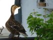Stockente Konstanze zeigt sich von ihrer sch&ouml;nsten Seite!