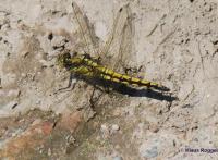 Gro&szlig;er Blaupfeil (Orthetrum cancellatum) - Weibchen-01