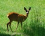 Natur in Brandenburg