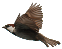 Einheimische V&ouml;gel 3