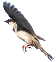 Einheimische V&ouml;gel 1