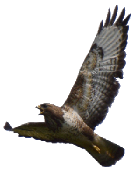 Fotoalbum: Die Vogelwelt in Brandenburg - M&auml;usebussard