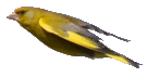 Einheimische V&ouml;gel 4