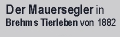 Der Mauersegler, eine historische Betrachtung, aufgesp&uuml;rt in Brehms Tierleben von 1882