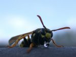 Der Wassertropfen wird ausgespuckt.