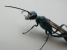 Wahrscheinlich ist es eine Grabwespe: Chalybion