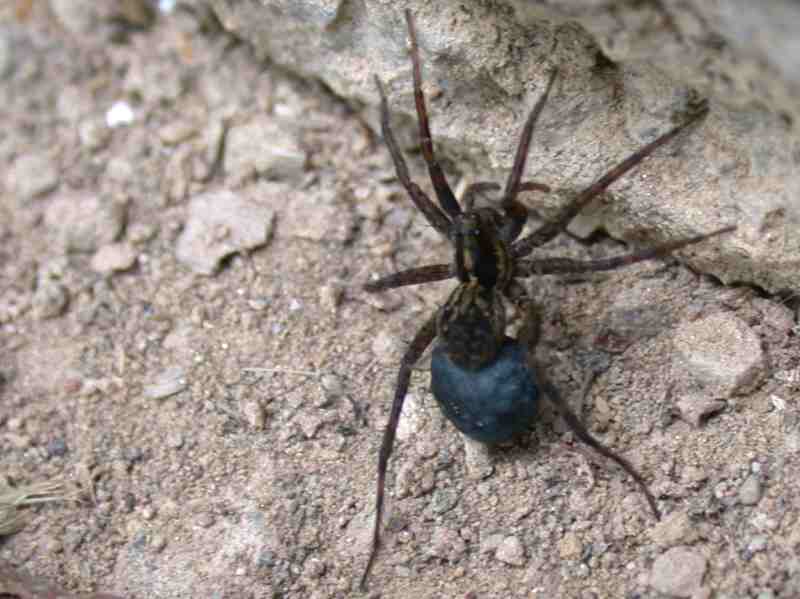 Artenschutz, Insekten, Kirchberg-Tirol, Fortsetzung, Naturlandschaft