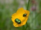 Fotoserie: Pflanzen und Tiere in Tirol (1)