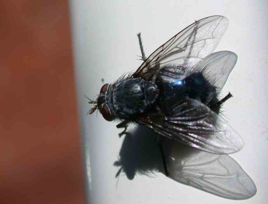 Fliegen 2, Stubenfliege, Musca domestica
