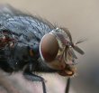 Nahaufnahmen von verschiedenen Insekten; Foto K. Roggel