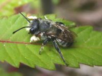 ... der K&ouml;rperbau l&auml;&szlig;t auf eine Hummel schlie&szlig;en