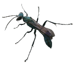 Insekten