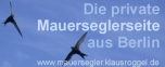 Die Mauerseglerseite: Ansiedlung, Fotos, Projekte zum Mauerseglerschutz
