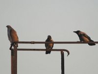 DSC 4356ba