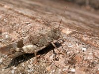 06-09-2006 Blaufl�gelige �dlandschrecke (Oedipoda caerulescens)