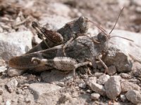 09-09-2006 �dlandschrecke betrillert das Weibchen