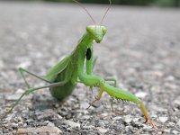 12-09-2006 Europ�ische Gottesanbeterin (Mantis religiosa) 01