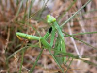 12-09-2006 Europ�ische Gottesanbeterin (Mantis religiosa) 02