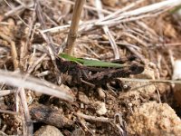 14-09-2006 Bunter Grash�pfer (Omocestus viridulus)