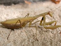 14-09-2006 Europ�ische Gottesanbeterin (Mantis religiosa) 05
