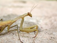 14-09-2006 Europ�ische Gottesanbeterin (Mantis religiosa) 06