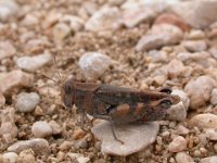 14-09-2006 Rotfl�gelige �dlandschrecke (Oedipoda germanica)