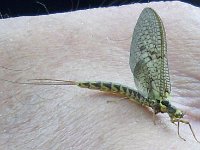 Eintagsfliege