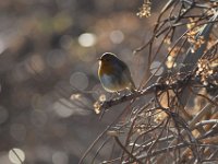 10-12-2014 Rotkehlchen  Rotkehlchen im Gegenlicht