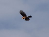 23-11-2014-Eichelhaeher  Eichelhäher im Flug