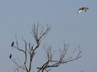 23-11-2014-Kormorangruppe-1