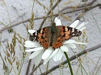 distelfalter21-06-04(01