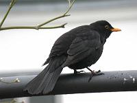 amsel02