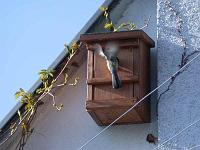 kohlmeise06-03