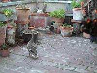 stockente 01