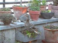 stockente 02