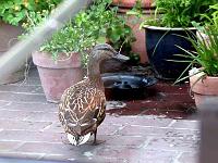 stockente 03